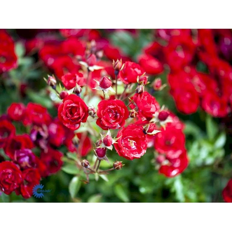 'Intense Cover'® Rosa X 'Intense Cover'® (Bunddækkerose) A-Kvalitet,- Barrods Roser Min. 3 Grene 6 'Intense Cover'® Rosa X 'Intense Cover'® (Bunddækkerose) A-Kvalitet,- Barrods Roser Min. 3 Grene - Billede 4