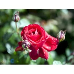 'Isabella Rossellini'™ Rosa X 'Isabella Rossellini'™ (Storblomstrende) A-Kvalitet,- Barrods Roser Min. 3 Grene -Osmoz Naturens Butik fi4464 rosa isabella rossillini poulht006 n 9557