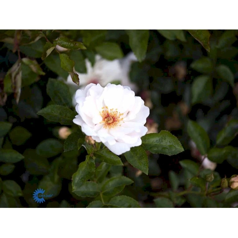 'Jacqueline Du Pré' Rosa X 'Jacqueline Du Pré' (Buskrose) A-Kvalitet,- Barrods Roser Min. 3 Grene 5 'Jacqueline Du Pré' Rosa X 'Jacqueline Du Pré' (Buskrose) A-Kvalitet,- Barrods Roser Min. 3 Grene - Billede 3