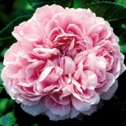 'Jacques Cartier' Rosa Portlandica 'Jacques Cartier' (Portlandrose) A-Kvalitet,- Barrods Roser Min. 3 Grene 15 'Jacques Cartier' Rosa Portlandica 'Jacques Cartier' (Portlandrose) A-Kvalitet,- Barrods Roser Min. 3 Grene -Osmoz Naturens Butik fi4472 rosa jacques cartier 1904