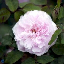 'Jacques Cartier' Rosa Portlandica 'Jacques Cartier' (Portlandrose) A-Kvalitet,- Barrods Roser Min. 3 Grene 13 'Jacques Cartier' Rosa Portlandica 'Jacques Cartier' (Portlandrose) A-Kvalitet,- Barrods Roser Min. 3 Grene -Osmoz Naturens Butik fi4472 rosa jacques cartier 79c8