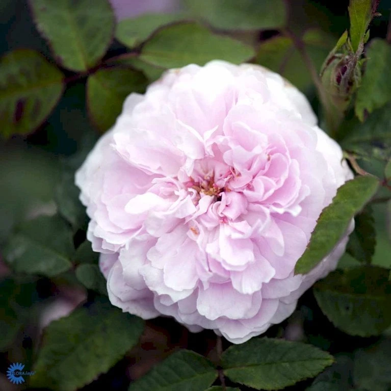 'Jacques Cartier' Rosa Portlandica 'Jacques Cartier' (Portlandrose) A-Kvalitet,- Barrods Roser Min. 3 Grene 7 'Jacques Cartier' Rosa Portlandica 'Jacques Cartier' (Portlandrose) A-Kvalitet,- Barrods Roser Min. 3 Grene - Billede 5