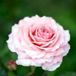 'James Galway'™ Rosa X 'James Galway'™ (Engelsk Rose) A-Kvalitet,- Barrods Roser Min. 3 Grene -Osmoz Naturens Butik fi4473 rosa james galway auscrystal a715