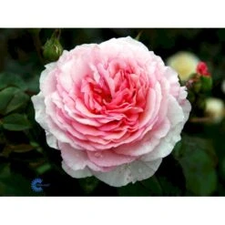 'James Galway'™ Rosa X 'James Galway'™ (Engelsk Rose) A-Kvalitet,- Barrods Roser Min. 3 Grene -Osmoz Naturens Butik fi4473 rosa james galway auscrystal c1a4