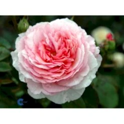 'James Galway'™ Rosa X 'James Galway'™ (Engelsk Rose) A-Kvalitet,- Barrods Roser Min. 3 Grene -Osmoz Naturens Butik fi4473 rosa james galway auscrystal e664