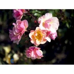 'Jazz'® Rosa X 'Jazz'® (Bunddækkerose) A-Kvalitet,- Barrods Roser Min. 3 Grene 11 'Jazz'® Rosa X 'Jazz'® (Bunddækkerose) A-Kvalitet,- Barrods Roser Min. 3 Grene -Osmoz Naturens Butik fi4482 rosa jazz f66a