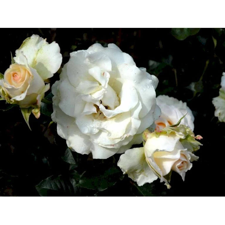 'José Carreras'™ Rosa X 'José Carreras'™ (Storblomstrende) A-Kvalitet,- Barrods Roser Min. 3 Grene 7 'José Carreras'™ Rosa X 'José Carreras'™ (Storblomstrende) A-Kvalitet,- Barrods Roser Min. 3 Grene - Billede 5