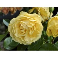 'Julia Child' Rosa X 'Julia Child' (Buketrose) A-Kvalitet,- Barrods Roser Min. 3 Grene -Osmoz Naturens Butik fi4499 rosa julia child r wekvossutono 199d
