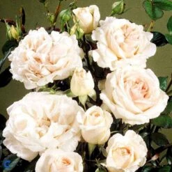 'Julia™ Renaissance'® Rosa X 'Julia™ Renaissance'® (Renaissancerose) A-Kvalitet,- Barrods Roser Min. 3 Grene -Osmoz Naturens Butik fi4500 rosa julia poulheart n f6e1