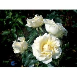 'Kaj Munk'™ Rosa X 'Kaj Munk'™ (storblomstrende) A-Kvalitet,- Barrods Roser Min. 3 Grene 12 'Kaj Munk'™ Rosa X 'Kaj Munk'™ (storblomstrende) A-Kvalitet,- Barrods Roser Min. 3 Grene -Osmoz Naturens Butik fi4505 rosa kaj munk pouldunk n 5e73