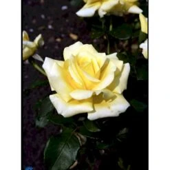 'Kaj Munk'™ Rosa X 'Kaj Munk'™ (storblomstrende) A-Kvalitet,- Barrods Roser Min. 3 Grene 13 'Kaj Munk'™ Rosa X 'Kaj Munk'™ (storblomstrende) A-Kvalitet,- Barrods Roser Min. 3 Grene -Osmoz Naturens Butik fi4505 rosa kaj munk pouldunk n 89b9