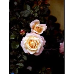 'Kalmar'™ Rosa X 'Kalmar'™ (Slotsrose) A-Kvalitet,- Barrods Roser Min. 3 Grene -Osmoz Naturens Butik fi4507 rosa kalmar poulkalm n 11fe