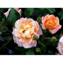 'Kalmar'™ Rosa X 'Kalmar'™ (Slotsrose) A-Kvalitet,- Barrods Roser Min. 3 Grene -Osmoz Naturens Butik fi4507 rosa kalmar poulkalm n b655