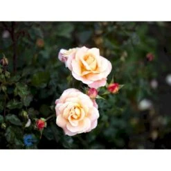 'Kalmar'™ Rosa X 'Kalmar'™ (Slotsrose) A-Kvalitet,- Barrods Roser Min. 3 Grene -Osmoz Naturens Butik fi4507 rosa kalmar poulkalm n dfed