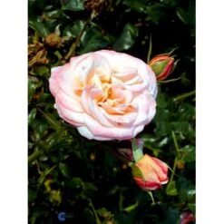 'Kalmar'™ Rosa X 'Kalmar'™ (Slotsrose) A-Kvalitet,- Barrods Roser Min. 3 Grene -Osmoz Naturens Butik fi4507 rosa kalmar poulkalm n f3c6