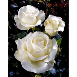 'Karen Blixen'™ Rosa X 'Karen Blixen'™ (Storblomstrende) A-Kvalitet,- Barrods Roser Min. 3 Grene 23 'Karen Blixen'™ Rosa X 'Karen Blixen'™ (Storblomstrende) A-Kvalitet,- Barrods Roser Min. 3 Grene -Osmoz Naturens Butik fi4508 rosa karen blixen poulari n 19cf