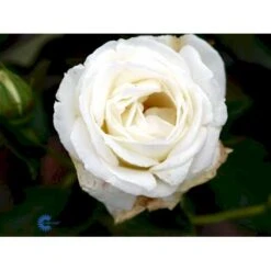 'Karen Blixen'™ Rosa X 'Karen Blixen'™ (Storblomstrende) A-Kvalitet,- Barrods Roser Min. 3 Grene 22 'Karen Blixen'™ Rosa X 'Karen Blixen'™ (Storblomstrende) A-Kvalitet,- Barrods Roser Min. 3 Grene -Osmoz Naturens Butik fi4508 rosa karen blixen poulari n c535