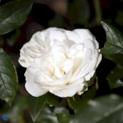 'Karen Blixen'™ Rosa X 'Karen Blixen'™ (Storblomstrende) A-Kvalitet,- Barrods Roser Min. 3 Grene 19 'Karen Blixen'™ Rosa X 'Karen Blixen'™ (Storblomstrende) A-Kvalitet,- Barrods Roser Min. 3 Grene -Osmoz Naturens Butik fi4508 rosa karen blixen poulari n d488