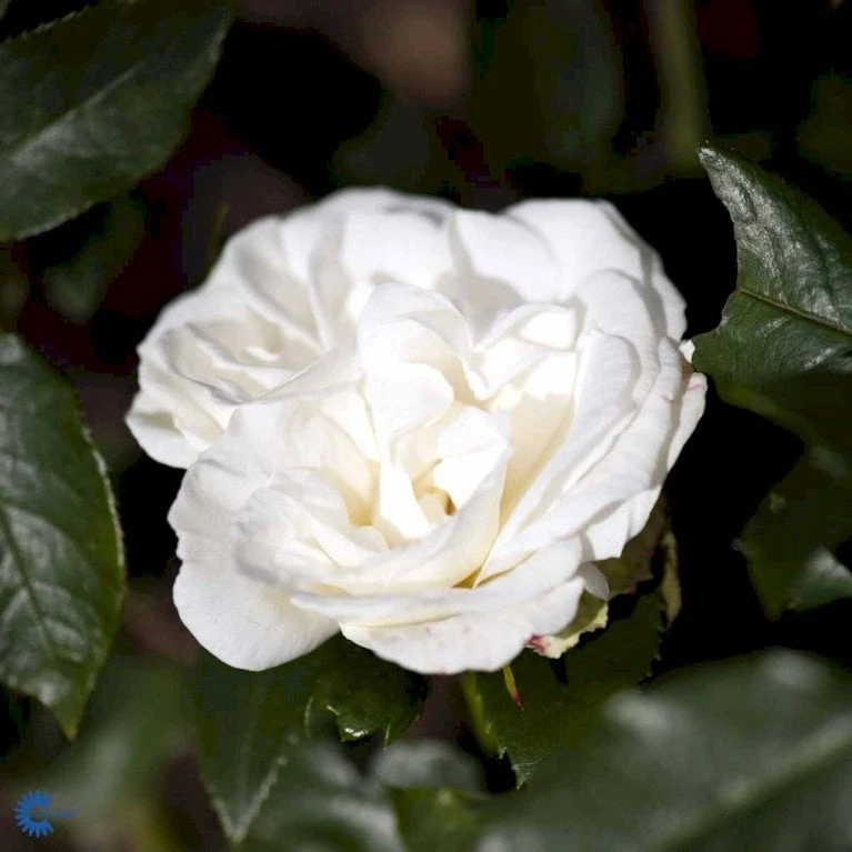 'Karen Blixen'™ Rosa X 'Karen Blixen'™ (Storblomstrende) A-Kvalitet,- Barrods Roser Min. 3 Grene 9 'Karen Blixen'™ Rosa X 'Karen Blixen'™ (Storblomstrende) A-Kvalitet,- Barrods Roser Min. 3 Grene - Billede 7