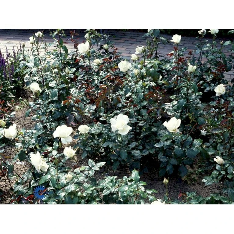 'Karen Blixen'™ Rosa X 'Karen Blixen'™ (Storblomstrende) A-Kvalitet,- Barrods Roser Min. 3 Grene 10 'Karen Blixen'™ Rosa X 'Karen Blixen'™ (Storblomstrende) A-Kvalitet,- Barrods Roser Min. 3 Grene - Billede 8