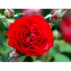 'Kronborg'™ Rosa X 'Kronborg'™ (Slotsrose) A-Kvalitet,- Barrods Roser Min. 3 Grene -Osmoz Naturens Butik fi4542 rosa kronborg poultry n cf14