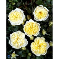 'Kronprinsesse Mary'™ Rosa X 'Kronprinsesse Mary'™ (Slotsrose) A-Kvalitet,- Barrods Roser Min. 3 Grene 19 'Kronprinsesse Mary'™ Rosa X 'Kronprinsesse Mary'™ (Slotsrose) A-Kvalitet,- Barrods Roser Min. 3 Grene -Osmoz Naturens Butik fi4543 rosa kronprinsesse mary poulcas006 n 33d5