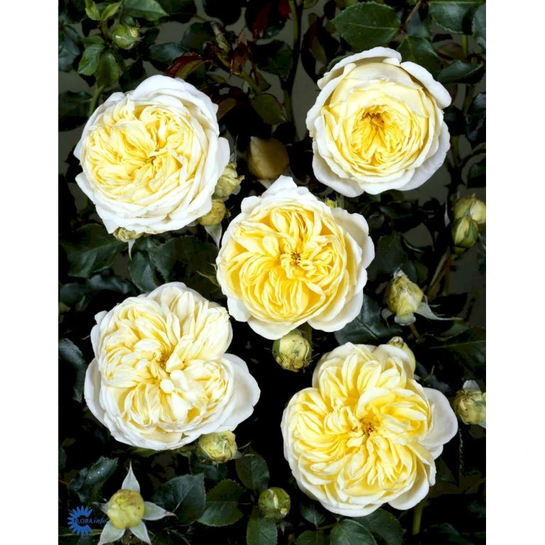 'Kronprinsesse Mary'™ Rosa X 'Kronprinsesse Mary'™ (Slotsrose) A-Kvalitet,- Barrods Roser Min. 3 Grene 11 'Kronprinsesse Mary'™ Rosa X 'Kronprinsesse Mary'™ (Slotsrose) A-Kvalitet,- Barrods Roser Min. 3 Grene - Billede 9
