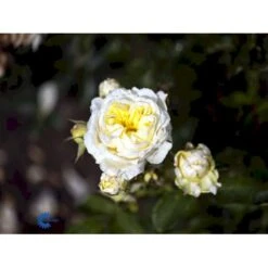 'Kronprinsesse Mary'™ Rosa X 'Kronprinsesse Mary'™ (Slotsrose) A-Kvalitet,- Barrods Roser Min. 3 Grene 17 'Kronprinsesse Mary'™ Rosa X 'Kronprinsesse Mary'™ (Slotsrose) A-Kvalitet,- Barrods Roser Min. 3 Grene -Osmoz Naturens Butik fi4543 rosa kronprinsesse mary poulcas006 n 5741