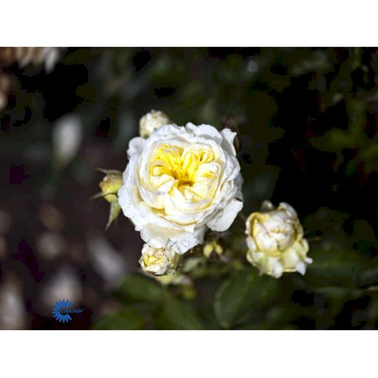 'Kronprinsesse Mary'™ Rosa X 'Kronprinsesse Mary'™ (Slotsrose) A-Kvalitet,- Barrods Roser Min. 3 Grene 9 'Kronprinsesse Mary'™ Rosa X 'Kronprinsesse Mary'™ (Slotsrose) A-Kvalitet,- Barrods Roser Min. 3 Grene - Billede 7