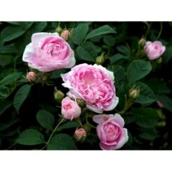 'Dronningen Af Danmark' Rosa Alba 'Dronningen Af Danmark' (Albarose) A-Kvalitet,- Barrods Roser Min. 3 Grene 14 'Dronningen Af Danmark' Rosa Alba 'Dronningen Af Danmark' (Albarose) A-Kvalitet,- Barrods Roser Min. 3 Grene -Osmoz Naturens Butik fi4547 rosa koenigin von daenemark 0643