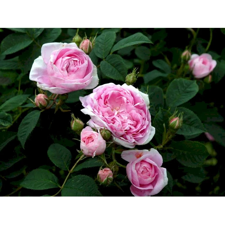 'Dronningen Af Danmark' Rosa Alba 'Dronningen Af Danmark' (Albarose) A-Kvalitet,- Barrods Roser Min. 3 Grene 8 'Dronningen Af Danmark' Rosa Alba 'Dronningen Af Danmark' (Albarose) A-Kvalitet,- Barrods Roser Min. 3 Grene - Billede 6