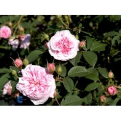 'Dronningen Af Danmark' Rosa Alba 'Dronningen Af Danmark' (Albarose) A-Kvalitet,- Barrods Roser Min. 3 Grene 15 'Dronningen Af Danmark' Rosa Alba 'Dronningen Af Danmark' (Albarose) A-Kvalitet,- Barrods Roser Min. 3 Grene -Osmoz Naturens Butik fi4547 rosa koenigin von daenemark 5b4f