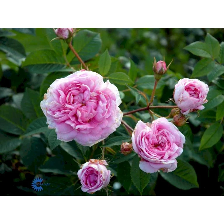 'Dronningen Af Danmark' Rosa Alba 'Dronningen Af Danmark' (Albarose) A-Kvalitet,- Barrods Roser Min. 3 Grene 7 'Dronningen Af Danmark' Rosa Alba 'Dronningen Af Danmark' (Albarose) A-Kvalitet,- Barrods Roser Min. 3 Grene - Billede 5