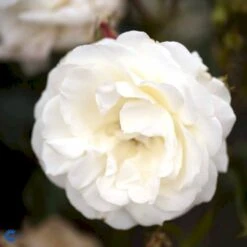 'La Paloma 85'® Rosa X 'La Paloma 85'® (Buketrose) A-Kvalitet,- Barrods Roser Min. 3 Grene -Osmoz Naturens Butik fi4551 rosa la paloma ff0b