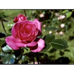 'Lady Like'® Rosa X 'Lady Like'® (Storblomstrende) A-Kvalitet,- Barrods Roser Min. 3 Grene -Osmoz Naturens Butik fi4560 rosa lady like 5f2b
