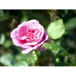 'Lady Like'® Rosa X 'Lady Like'® (Storblomstrende) A-Kvalitet,- Barrods Roser Min. 3 Grene -Osmoz Naturens Butik fi4560 rosa lady like d592