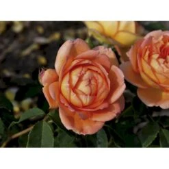 'Lady Of Shalott' Rosa X 'Lady Of Shalott' (Engelsk Rose) A-Kvalitet,- Barrods Roser Min. 3 Grene -Osmoz Naturens Butik fi4563 rosa lady of shalott ausnyson 4bd9