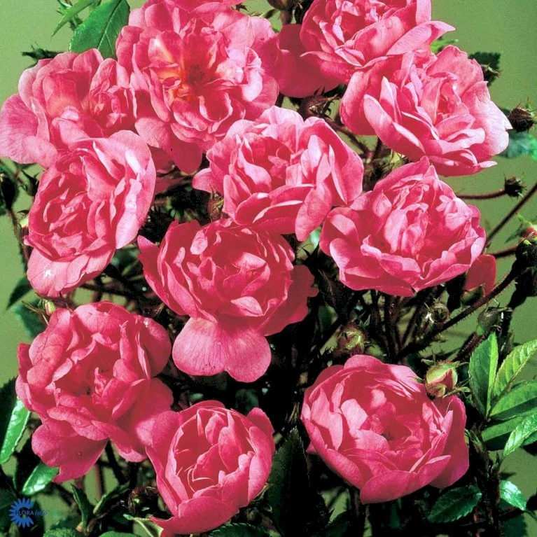 'Lavender Cover'® Rosa X 'Lavender Cover'® (Bunddækkerose) A-Kvalitet,- Barrods Roser Min. 3 Grene 8 'Lavender Cover'® Rosa X 'Lavender Cover'® (Bunddækkerose) A-Kvalitet,- Barrods Roser Min. 3 Grene - Billede 6