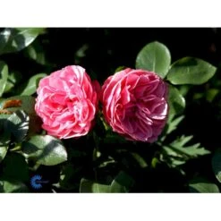 'Leonardo Da Vinci'® Rosa X 'Leonardo Da Vinci'® (Buketrose) A-Kvalitet,- Barrods Roser Min. 3 Grene 23 'Leonardo Da Vinci'® Rosa X 'Leonardo Da Vinci'® (Buketrose) A-Kvalitet,- Barrods Roser Min. 3 Grene -Osmoz Naturens Butik fi4592 rosa leonardo da vinci 55ba