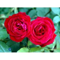 'Leonora Christine'® Rosa X 'Leonora Christine'® (Storblomstrende) A-Kvalitet,- Barrods Roser Min. 3 Grene -Osmoz Naturens Butik fi4593 rosa leonora christine 33d1
