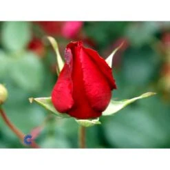 'Leonora Christine'® Rosa X 'Leonora Christine'® (Storblomstrende) A-Kvalitet,- Barrods Roser Min. 3 Grene -Osmoz Naturens Butik fi4593 rosa leonora christine c19d