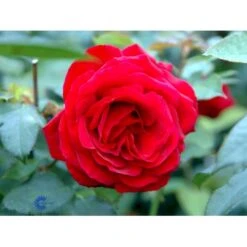 'Leonora Christine'® Rosa X 'Leonora Christine'® (Storblomstrende) A-Kvalitet,- Barrods Roser Min. 3 Grene -Osmoz Naturens Butik fi4593 rosa leonora christine e653