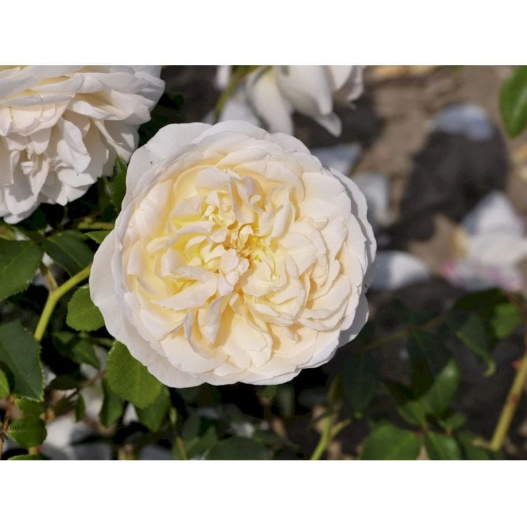 'Lichfield Angel'™ Rosa X 'Lichfield Angel'™ (Engelsk Rose) A-Kvalitet,- Barrods Roser Min. 3 Grene 8 'Lichfield Angel'™ Rosa X 'Lichfield Angel'™ (Engelsk Rose) A-Kvalitet,- Barrods Roser Min. 3 Grene - Billede 6