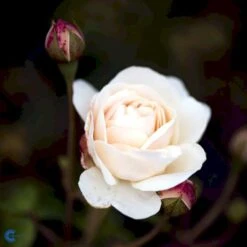 'Lichfield Angel'™ Rosa X 'Lichfield Angel'™ (Engelsk Rose) A-Kvalitet,- Barrods Roser Min. 3 Grene 15 'Lichfield Angel'™ Rosa X 'Lichfield Angel'™ (Engelsk Rose) A-Kvalitet,- Barrods Roser Min. 3 Grene -Osmoz Naturens Butik fi4596 rosa lichfield angel ausrelate 9ea0