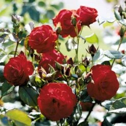 'Lichterloh'® Rosa X 'Lichterloh'® (Buketrose) A-Kvalitet,- Barrods Roser Min. 3 Grene -Osmoz Naturens Butik fi4597 rosa lichterloh cc89