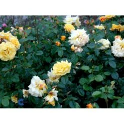 'Lichtkönigin Lucia'® Rosa X 'Lichtkönigin Lucia'® (Buketrose) A-Kvalitet,- Barrods Roser Min. 3 Grene -Osmoz Naturens Butik fi4598 rosa lichtkoenigin lucia 66f8