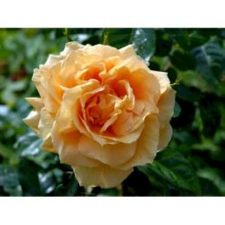 'Lichtkönigin Lucia'® Rosa X 'Lichtkönigin Lucia'® (Buketrose) A-Kvalitet,- Barrods Roser Min. 3 Grene -Osmoz Naturens Butik fi4598 rosa lichtkoenigin lucia 9b5c