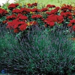 'Lilli Marleen'® Rosa X 'Lilli Marleen'® (Buketrose) A-Kvalitet,- Barrods Roser Min. 3 Grene 13 'Lilli Marleen'® Rosa X 'Lilli Marleen'® (Buketrose) A-Kvalitet,- Barrods Roser Min. 3 Grene -Osmoz Naturens Butik fi4604 rosa lilli marleen 5a09