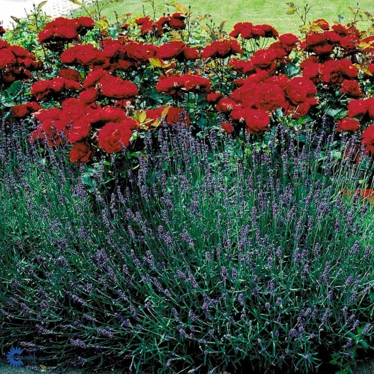 'Lilli Marleen'® Rosa X 'Lilli Marleen'® (Buketrose) A-Kvalitet,- Barrods Roser Min. 3 Grene 8 'Lilli Marleen'® Rosa X 'Lilli Marleen'® (Buketrose) A-Kvalitet,- Barrods Roser Min. 3 Grene - Billede 6