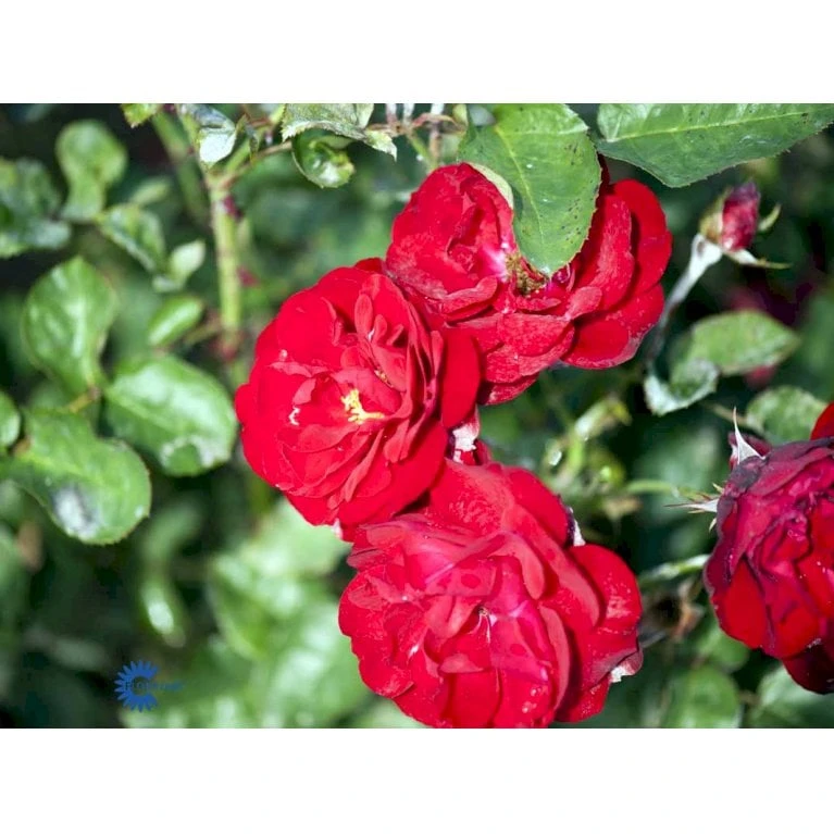 'Lilli Marleen'® Rosa X 'Lilli Marleen'® (Buketrose) A-Kvalitet,- Barrods Roser Min. 3 Grene 7 'Lilli Marleen'® Rosa X 'Lilli Marleen'® (Buketrose) A-Kvalitet,- Barrods Roser Min. 3 Grene - Billede 5